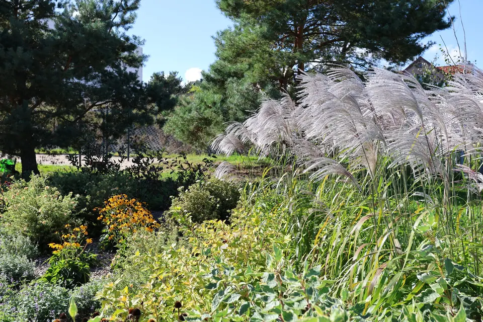 Trawy ozdobne i byliny w parku Brizo Park